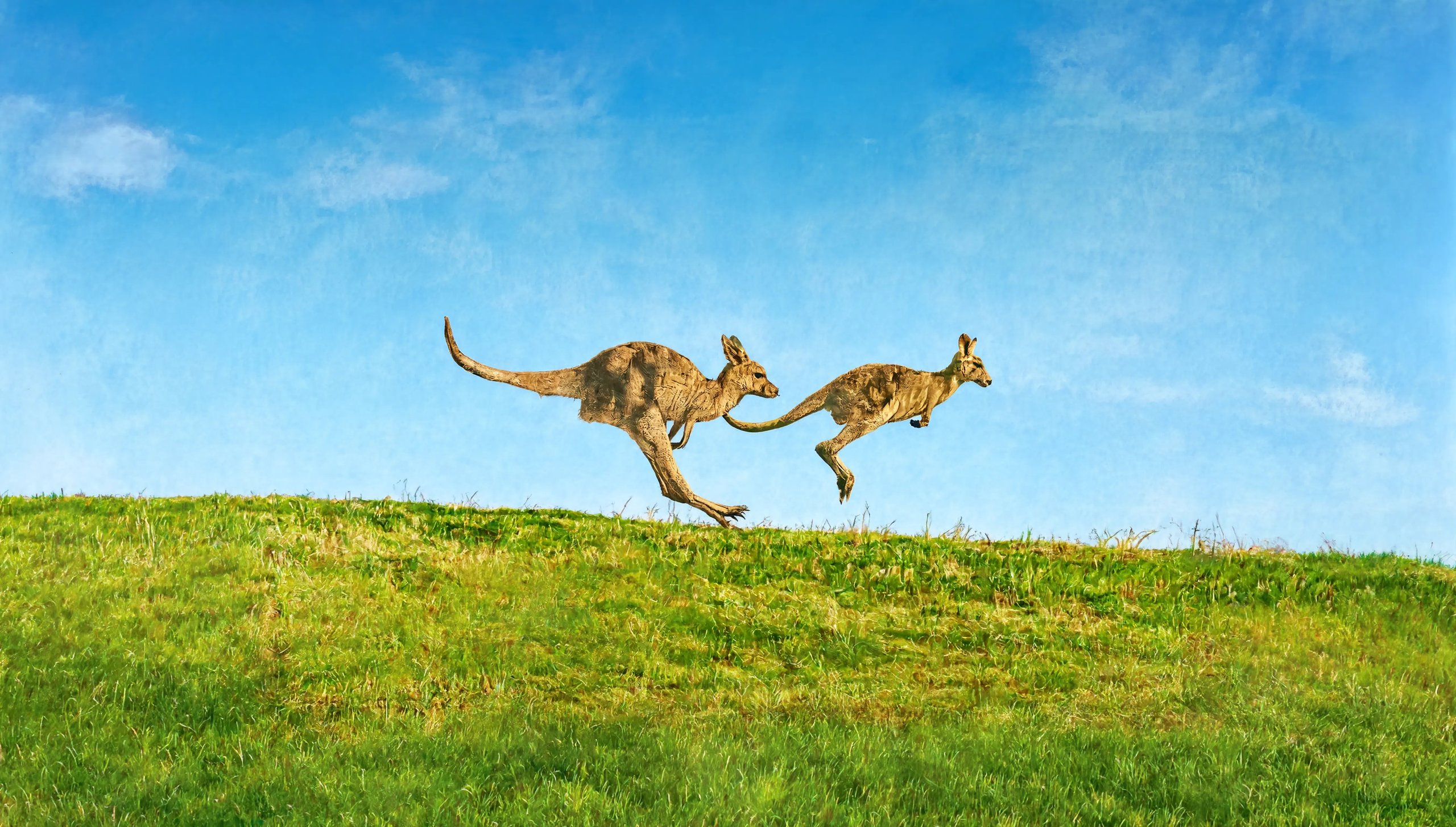 Kangaroos bounding across an Australian hillside